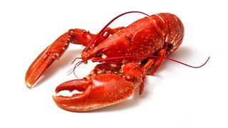 Mit der sogenannten „Bouligand-Struktur“ schützen Hummer ihren relativ ungeschützten Unterbauch vor Angriffen ihrer Fressfeinde.  (Bild: Edward Westmacott - stock.adobe.com)