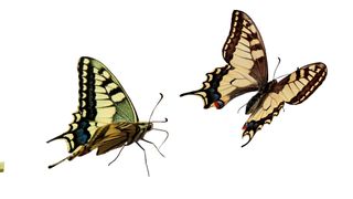 Die Digitale Transformation ist wie die Verwandlung eines Schmetterlings. (Bild: JPS - stock.adobe.com)