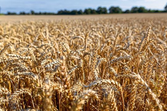 Auf landwirtschaftlichen Flächen in Deutschland landet oft wesentlich mehr Dünger als eigentlich nötig. Auf landwirtschaftlichen Flächen in Deutschland landet oft wesentlich mehr Dünger als eigentlich nötig.