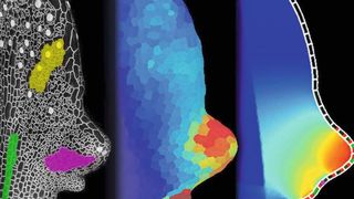Mittels Mikroskopie und Computeranalyse können Forscher die Entstehung eines Blattes im Detail verfolgen.  (MPI f. Pflanzenzüchtungsforschung)