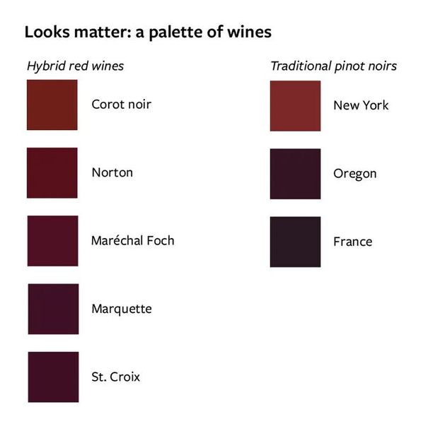 Looks matter: a palette of wines (Source: Laila Milevski/ Cornell University)