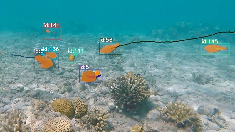 KI-Tracking in Aktion: Automatisch erkannte und verfolgte Korallenriff-Fische bei der Nahrungssuche im Korallenriff von Eilat, Golf von Akaba, Rotes Meer.(Bild:  Julian Lilkendey)