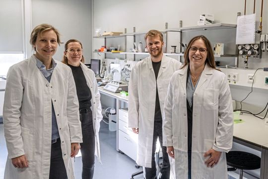 Das Forschungsteam um Prof. Dr. Daniela Wenzel, Dr. Michaela Matthey, Alexander Seidinger und Annika Simon (von links) will wissen, wie sich die Bronchien weit stellen lassen.(Bild:  ©RUB, Marquard)