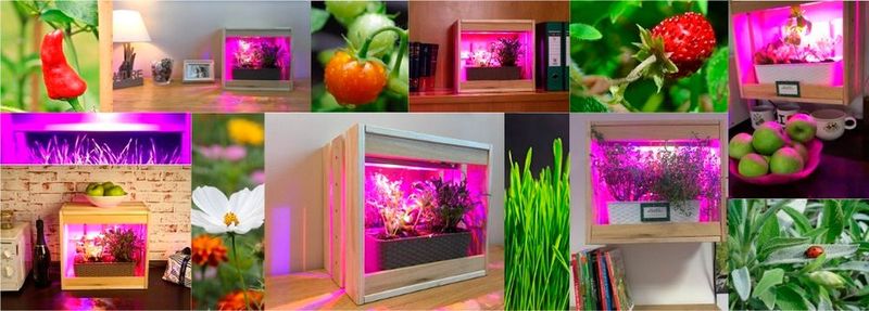 BioPic (Stand: 24): Gärtnern zuhause. BioPic ist der kleine Garten in der großen Stadt  (Bild: BioPic)