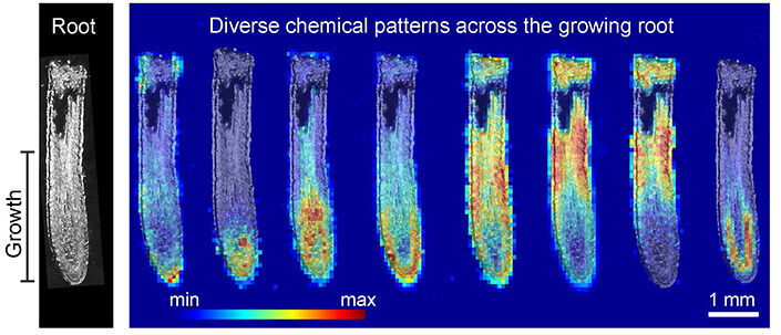 Researchers used an advanced imaging technology to develop a new understanding of essential root chemicals that are responsible for plant growth.