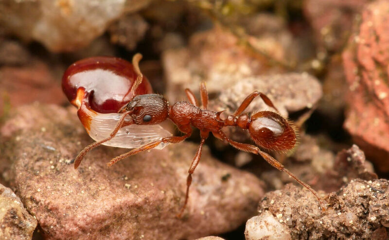 A common red ant (Myrmica rubra) worker carrying a seed of the hollowroot plant (Corydalis cava). The dispersal of seeds is one the many positive effects that ants have in ecosystems.  (Source: Philipp Hönle)