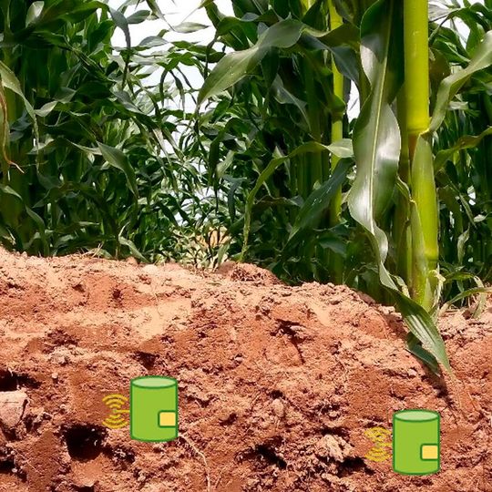 Das interdisziplinäre Team der CAU will ein Messgerät entwickeln, das rund um die Uhr die wichtigsten Nährwerte direkt im Boden erfasst. Landwirtinnen und Landwirten soll es eine optimale, datenbasierte Düngung ermöglichen. Das interdisziplinäre Team der CAU will ein Messgerät entwickeln, das rund um die Uhr die wichtigsten Nährwerte direkt im Boden erfasst. Landwirtinnen und Landwirten soll es eine optimale, datenbasierte Düngung ermöglichen.