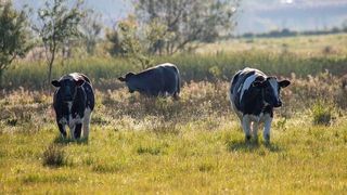 Up to 60 percent of the respondents named agriculture as a risk factor for biodiversity in protected areas.  (Source: Pixabay)