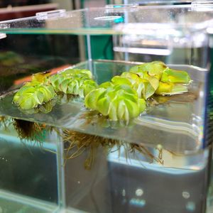 Die wasserabweisende Oberfläche der Schwimmfarne (Salvinia) dient als Vorbild für die Luftbeschichtung von Schiffen.