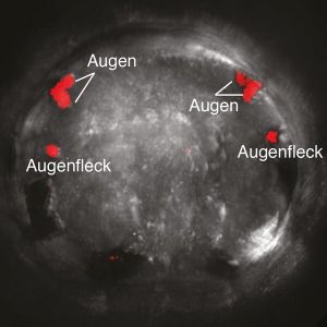 Zunächst besitzen die Borstenwurm-Larven nur einzelne Lichtsinneszellen auf beiden Körperseiten, die so genannten Augenflecken. Später entstehen weiter oben am Kopf die Vorläufer der Sehorgane der erwachsenen Tiere.