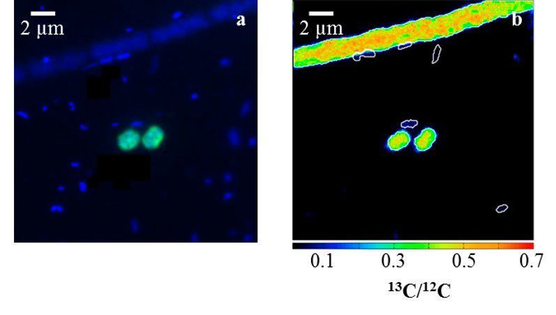 Micrographs showing the methane oxidizers discovered in Lake Rotsee. Left: The “classical” bacteria responsible for methane uptake are small and round. Right: 13C labelling combined with mass spectrometry reveals that methane is also assimilated by much larger, filamentous Crenothrix. The small blue (left) and white outlined structures (right) are non methanotrophic bacteria. (Max Planck Institute for Marine Microbiology)