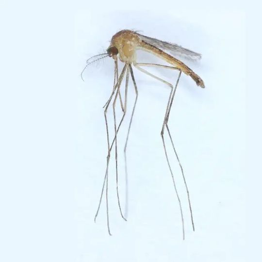 Culex modestus has become the 44th mosquito species found in Finland. Culex modestus has become the 44th mosquito species found in Finland.