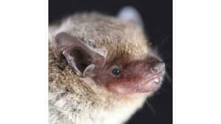 Fledermaus der Art Neoromicia cf. zuluensis: Wissenschaftler aus Südafrika und des Universitätsklinikums Bonn stellten im Kot dieses Tiers ein Virus fest, das genetisch so eng wie bislang kein anderes mit dem MERS-CoV übereinstimmt. (Bild: M Corrie Schoeman/University of KwaZulu-Nata)