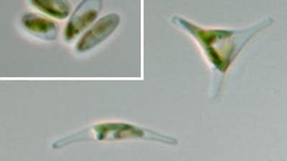 Das Genom der Meeresalge Phaeodactylum tricornutum wurde jetzt entziffert. (Maßbalken: 10 Mikrometer. Bild: Ansgar Gruber, Universität Konstanz) (Archiv: Vogel Business Media)