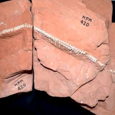 Fossile articulé de Tametara mirim, dont une partie du crâne et de la colonne vertébrale est conservée dans des blocs rocheux (Source :Agustín Martinelli)
