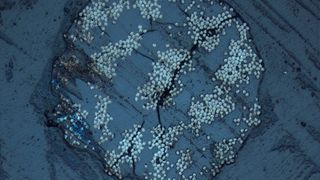 Wenn Fasern nicht optimal in das umgebende Matrixmaterial eingebunden sind (hier Schliffbilder und lichtmikroskopische Aufnahme einer 3D-gedruckten Komponente), können Schrumpfungsrisse entstehen, was die Stabilität beeinträchtigt. (Bild: Fraunhofer IMWS)