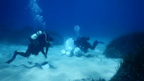 Auf der Jagd nach darmlosen Würmern in Elba, Italien: Taucher sammeln Proben vom Meeresboden, in dem Olavius algarvensis unter Seegraswiesen im Mittelmeer lebt. (Bild: Kristina Weinert/ MPI f. marine Mikrobiologie)