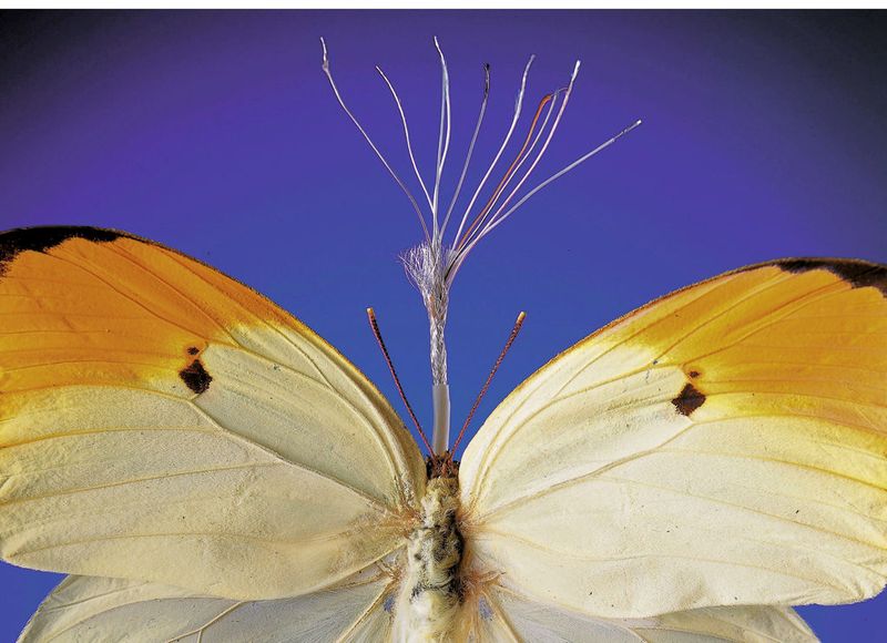 Die Fertigung von mikroskopisch kleinen Kabeln und Leitungen erfordert hohe Sorgfalt und ein besonders sauberes Umfeld. (Bild: E&E)