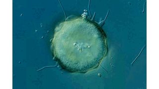 Schalenamöben der Gattung Arcella können problematische fadenförmige Bakterien in Kläranlagen auf natürliche Weise in Schach halten. (Bild: James Weiss)