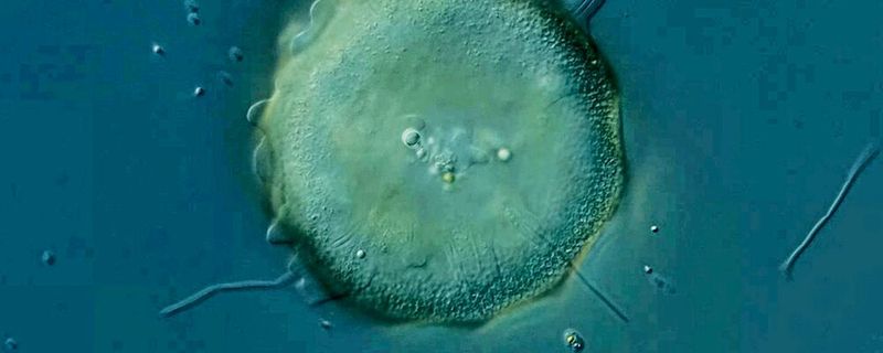 Schalenamöben der Gattung Arcella können problematische fadenförmige Bakterien in Kläranlagen auf natürliche Weise in Schach halten.(Bild:  James Weiss)