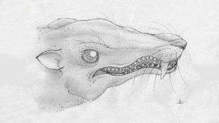 Künstlerische Darstellung der neu entdeckten Cynodontia-Art „Tessellatia bonapartei“ (Bild: www.conicet.gov.ar, Künstler: Juan Cristobal Sotomayor)