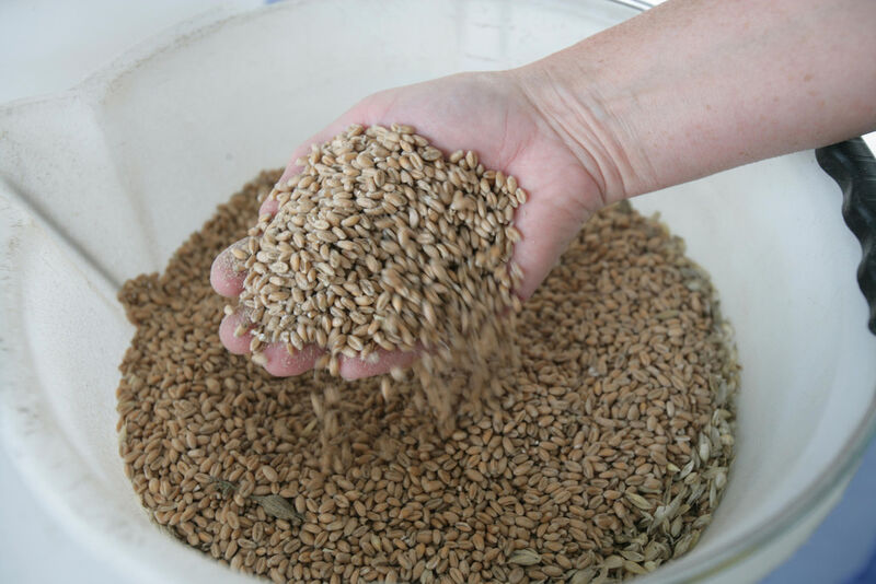 Getreide in Futterqualität zur Herstellung von Bioethanol (Bild: BDBe)