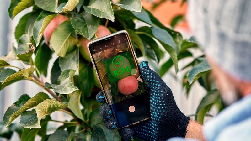 Im Projekt AI-DISCO entwickelt das Fraunhofer IPMS Demonstratoren wie z.B. ein miniaturisiertes, KI-gestütztes NIR-Spektrometer zur Reifegradbestimmung von Obst.(Bild:  Fraunhofer IPMS)