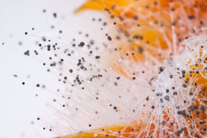 Platz 7: Schimmelpilzgifte in Lebensmitteln – 36%  Schimmelpilzgifte sind ein weiteres Thema, das den Menschen Sorgen bereitet. Tatsächlich gehört das von manchen Pilzen produzierte Aﬂatoxin B1 zu den gefährlichsten Chemikalien der Welt. Wer Lebensmittel aber ordnungsgemäß lagert, also kühl und trocken aufbewahrt, der braucht Schimmelpilzgifte i.d.R. nicht zu fürchten. Weitere Informationen zu Aflatoxinen in Lebensmitteln hat die Verbraucherzentrale Niedersachsen zusammengestellt. (Pixabay/stux)