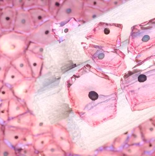 Brush and Cells: The test uses a single sample from routine cervical screening to detect or predict the risk of four cancers. Brush and Cells: The test uses a single sample from routine cervical screening to detect or predict the risk of four cancers.