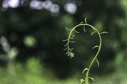 Obwohl es anders als beim Menschen funktioniert haben auch Pflanzen ein Gedächtnis. Sie können sich erinnern und vergessen. Insbesondere die Frage wie Pflanzen vergessen, beschäftigt die Wissenschaft seit Jahrzehnten. Obwohl es anders als beim Menschen funktioniert haben auch Pflanzen ein Gedächtnis. Sie können sich erinnern und vergessen. Insbesondere die Frage wie Pflanzen vergessen, beschäftigt die Wissenschaft seit Jahrzehnten.