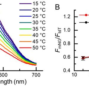 Temperature response of B-gTEMP. (A) Fluorescence spectrum of B-gTEMP at various temperatures. mNG: mNeonGreen; tdT: tdTomato. (B) Fluorescence intensity ratio of mNG to tdT in response to temperature during a cycle of heating and cooling.(Source:  Kai Lu et al.)