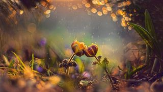 Auch Blumen haben Sex – mit einigen Besonderheiten, was die Vererbung von Genen betrifft (Symbolbild). (Bild: naumenkoe - stock.adobe.com)