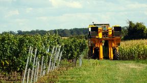 Destatis erwartet 8,0 Millionen Hektoliter. Trockenheit und Hitze halten die Beeren klein, lassen laut Destatis aber einen guten Jahrgang erwarten. (Bild: frei lizenziert)