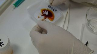 Kristallfischen aus der Terbium(III)-Lösung (Tu Wien)