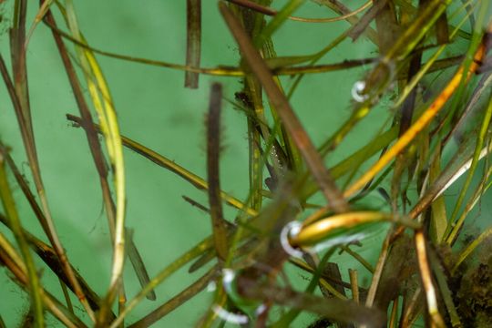 Seegräser sind effektive Wasserreiniger: Wie ihr Mikrobiom zur Reduzierung von Krankheitserregern im Meer beiträgt, haben Wissenschaftle der Forschungseinheit Marine Naturstoffchemie jetzt entschlüsselt.(Bild:  Sarah Kaehlert, GEOMAR)