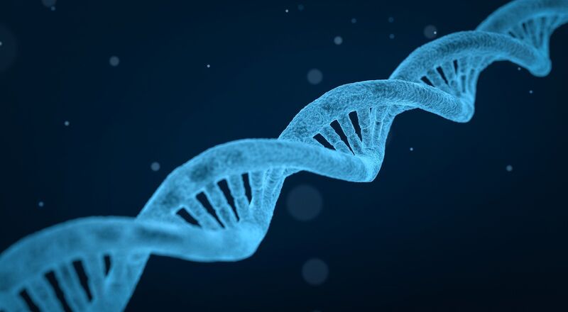 DNA – Der Gigant unter den Riesenmolekülen Atome: 7.700.000.000 im Mittel Größe: 839.800.000 Å (DNA des größten Chromosoms) Gewicht: 86.900.000.000 Da (im Mittel) Summenformel: k.A. Das gesamte menschliche Genom ist in einigen wenigen Riesenmolekülen gespeichert. Aufgeteilt auf 23 verschiedene Chromosomen sind die DNA-Moleküle mit durchschnitlich 7,7 Milliarden Atomen die größten Moleküle des menschlichen Organismus. Ausgerollt und gestreckt wäre das gesamte menschliche Genom ca. zwei Meter lang. Und selbst in der gewundenen Doppelhelixform bringt es das einzelne DNA-Molekül des längsten Chromosoms auf etwa acht Zentimeter. Hier geht es zurück zum Artikel Chemie XXL: Moleküle in Übergröße.
Quellen: Molecular Facts and Figures, Integrated DNA Technologies.   Die Kleinteile der Schöpfung, Zeit-online-Artikel vom 08.05.2008  Desoxyribonukleinsäure, Wikipediaeintrag, abgerufen am 16.04.2020  (Pixabay, qimono)