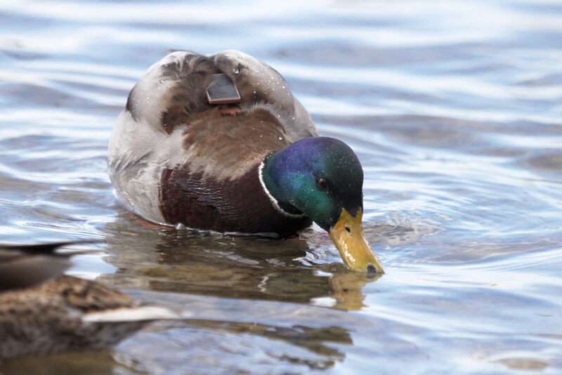 Does H5N1 travel through trade with poultry and products, or does it hitch-hike with migratory birds? GPS transmitters are to find out more. (Erik Kleyheeg)