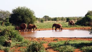 Im Rahmen des „Instant Wild“-Projekts (Wildschutzsofortprojekt) senden neuartige satellitenverbundene, bewegungsgesteuerte Kameras nahezu in Echtzeit Bilder von Tieren aus den entlegensten Gegenden Afrikas. (Ulla Trampert_pixelio.de)