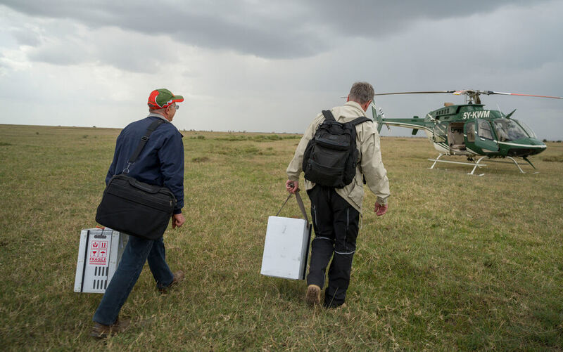 Cesare Galli - Avantea (left) and Prof. Dr. Thomas Hildebrandt of the Leibniz-IZW (right) walk to the Kenya Wildlife Services helicopter after the procedure has been successfully completed. In their hands, they hold incubators containing the oocytes housed safely for transportation.  (Ami Vitale)