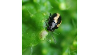 Obwohl Kohlerdflöhe mit ihren Beißwerkzeugen das Pflanzengewebe verletzen, greift die pflanzliche Verteidigung in Form der Senföl-Bombe bei diesen Tieren nicht. (Bild: Christian Ulrichs, Humboldt-Universität zu Berlin)