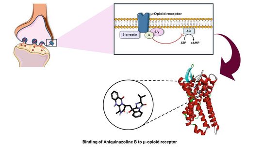 Bindung des Wirkstoffs Aniquinazolin B an einen Opioidrezeptor(Bild:  Mohamed Elbadawi / JGU)