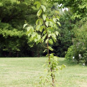 (Christian Urban, Universität Kiel)