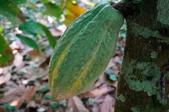 The research combined survey data from 365 cocoa-producing households with rainfall measured via satellites covering 44 villages across five major cocoa-growing regions in Ghana.(Source:  Amanda Cooke)