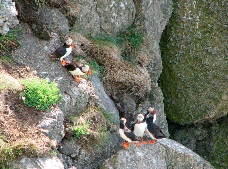 Nesting puffins on the cliffs of Runde. Steep cliffs offer protection from predators while the waters around the island have traditionally been rich with food. But seabird populations here and elsewhere in the North Atlantic have plummeted and researchers don’t quite know why.  (Rick Strimbeck, NTNU )