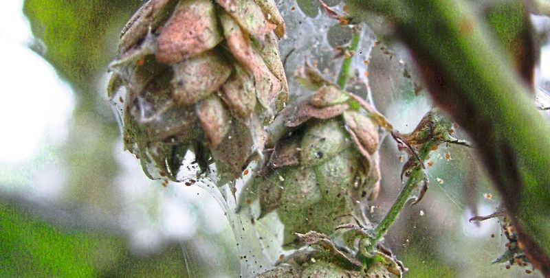Gefährlicher Schädling: Diese Hopfenpflanze ist von Spinnmilben befallen. Ein DBU-gefördertes Projekt soll helfen, die natürliche Resistenz von Hopfen zu stärken – und so den Pestizideinsatz für besseren Umweltschutz reduzieren.(Bild:  Florian Weihrauch/LfL)