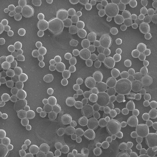 A scanning electron microscope image of mass-produced microbubbles produced by simply using an ultrasound probe to agitate a BSA solution. (Source: Gao Lab/ Caltech)