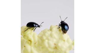 Zwei Meerrettichblattkäfer der Art Phaedon cochleariae fressen an Kohl. Käferlinien, die nach einer Genom-Editierung mittels CRISPR-Cas9 keine Pektinasen mehr hatten, waren nicht mehr in der Lage, das Pektin der pflanzlichen Zellwand abzubauen. Ihr Wachstum und ihre Überlebensfähigkeit war stark eingeschränkt. (Bild: Anna Schroll )