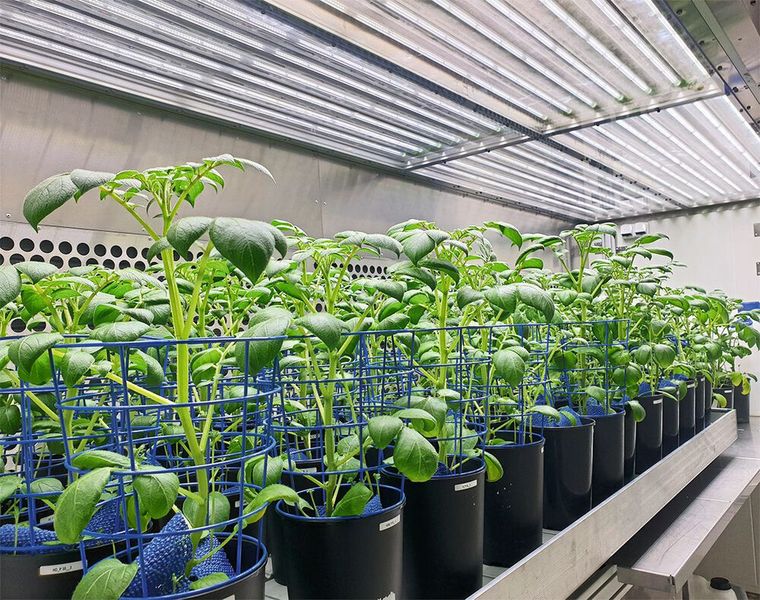 Kartoffelpflanzen im Gewächsjaus im PSI Research Center in Brünn (Bild: Klára Panzarová)