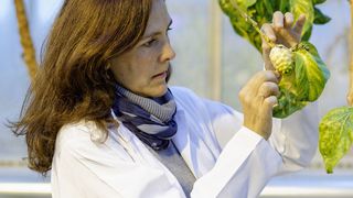 Die Max-Planck-Wissenschaftlerin Dr. Sofia Lavista Llanos untersucht die Früchte des Noni-Baums. (Bild: Anna Schroll)