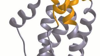 Das künstliche Molekül IC7 (und auch das darauf aufbauende IC7Fc) besteht zum großen Teil aus Bausteinen von Interleukin-6 (IL-6, grau) und an einem Abschnitt (gold) aus einem Baustein aus CNTF. (Ausschnitt) ((c) Rose-John, Uni Kiel)